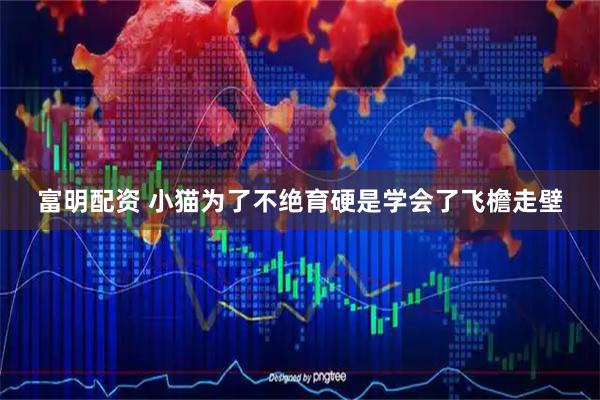 富明配资 小猫为了不绝育硬是学会了飞檐走壁
