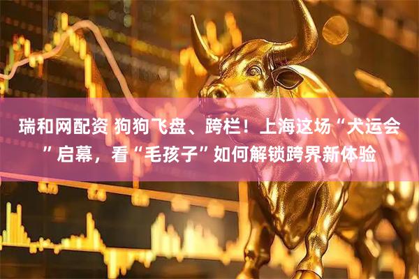 瑞和网配资 狗狗飞盘、跨栏！上海这场“犬运会”启幕，看“毛孩子”如何解锁跨界新体验